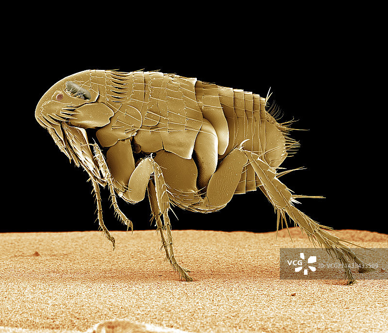 猫跳蚤图片素材