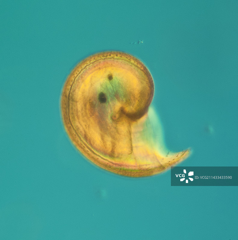 腹足纲动物的电子显微照片图片素材