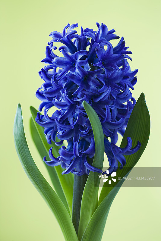 蓝星风信子图片素材