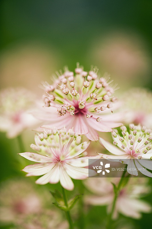 瓣花‘Georges Form’图片素材