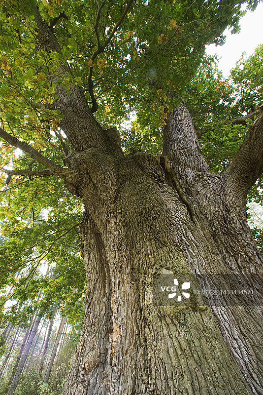 Honywood橡树图片素材