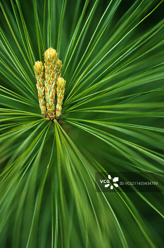 正在发芽的白松图片素材