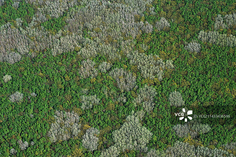 橡树岛上的树冠图片素材