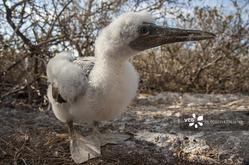 加拉帕戈斯群岛的纳斯卡鲣鸟幼鸟图片素材