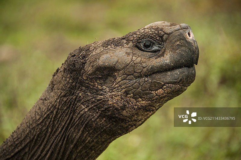 加拉巴哥象龟图片素材