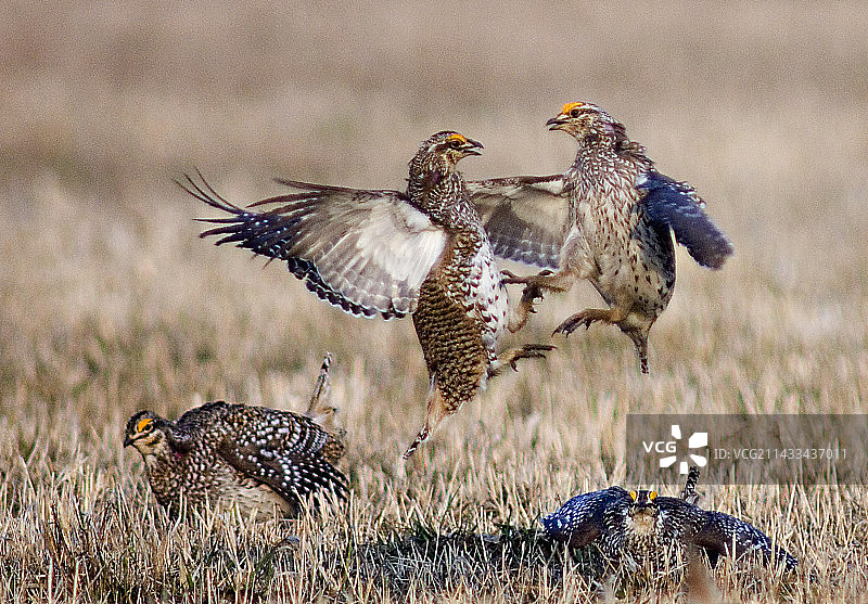 尖尾松鸡的求偶舞图片素材