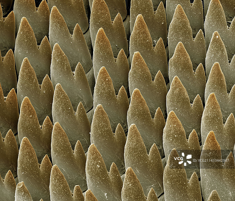 蜗牛齿舌图片素材