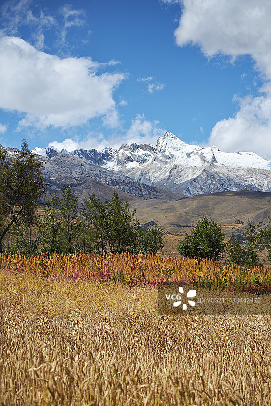 农田、小麦和藜麦田图片素材