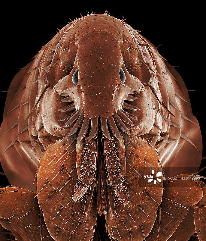 猫蚤，猫栉首蚤图片素材