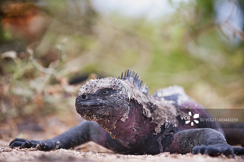 南广场岛上的陆地鬣蜥，加拉帕戈斯群岛，厄瓜多尔图片素材