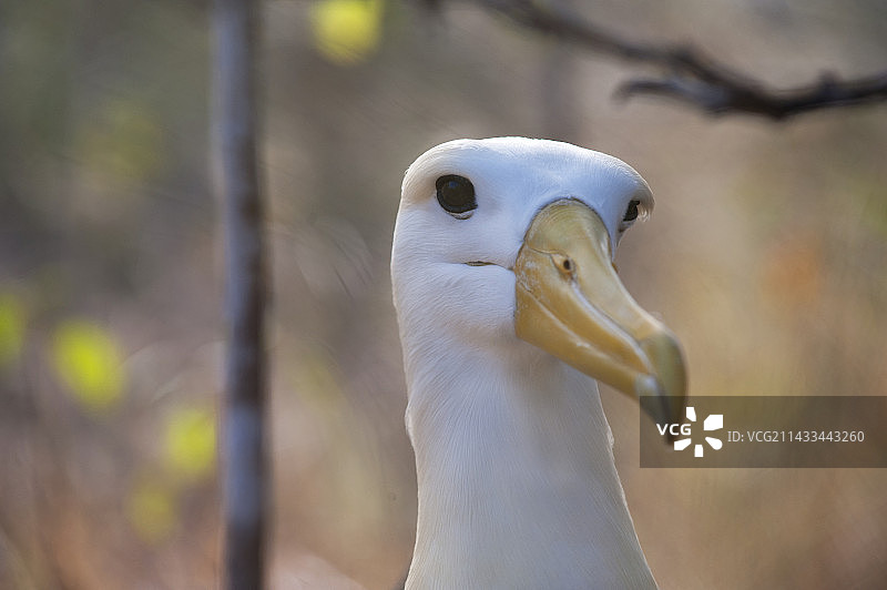 加拉帕戈斯群岛的信天翁，厄瓜多尔图片素材