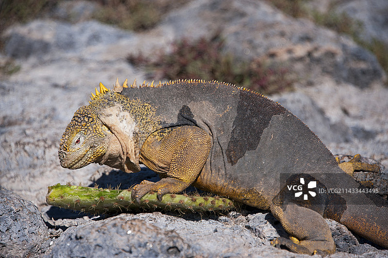 加拉帕戈斯群岛南广场岛的黄色陆鬣蜥，厄瓜多尔图片素材