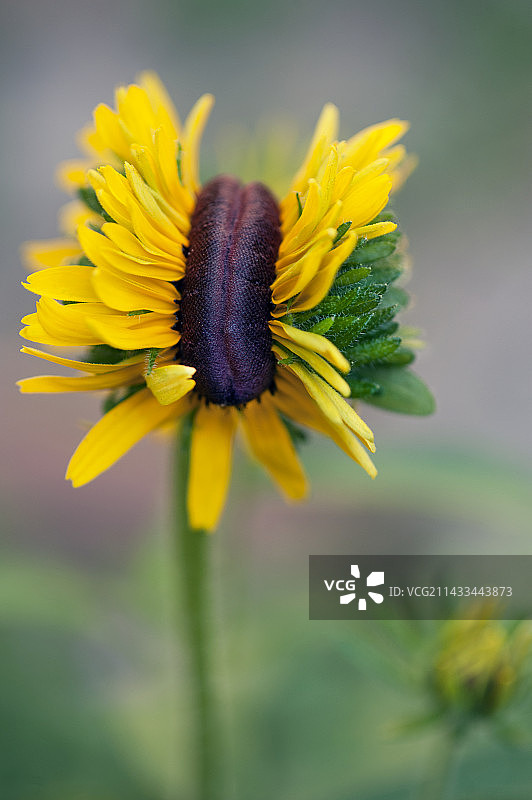变异的棕眼苏珊野花图片素材