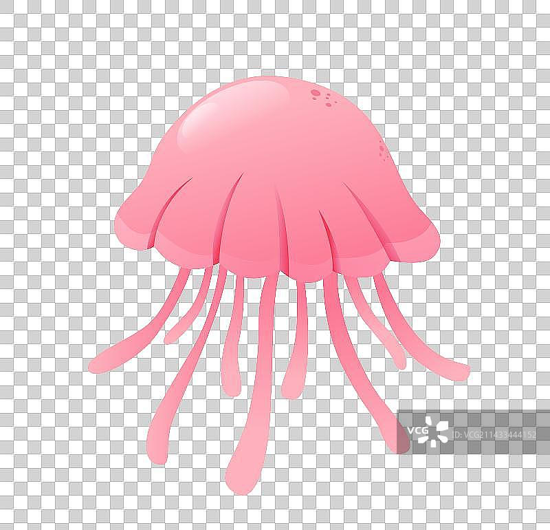海洋生物动物图片素材