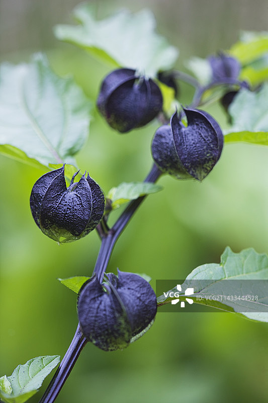 醉蝶花图片素材