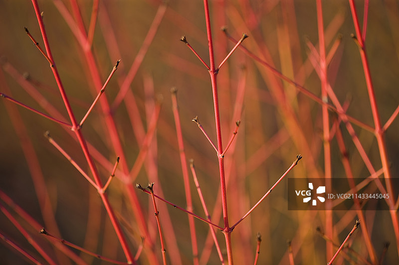 ‘冬日火焰’红瑞木的红色茎干图片素材