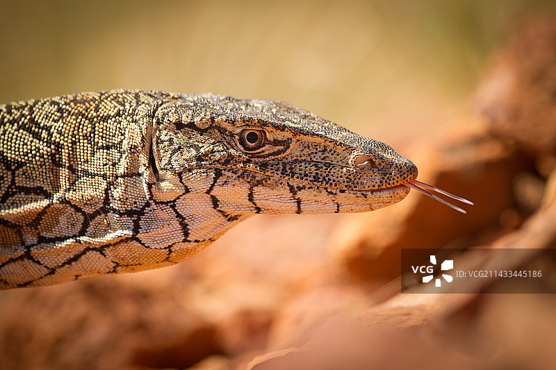 在克雷文斯峰的巨蜥图片素材