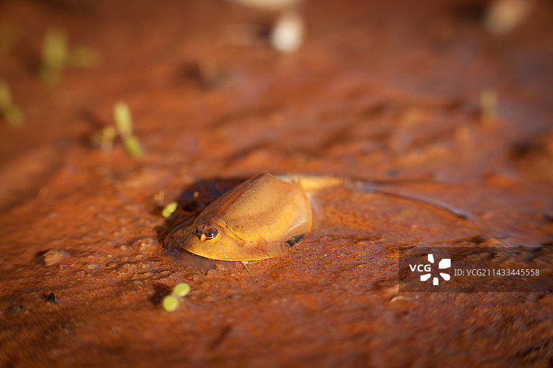 雨后克雷文斯峰泥水中发现的蝌蚪虾图片素材