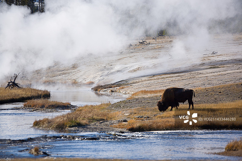 黄石国家公园，美国怀俄明州图片素材