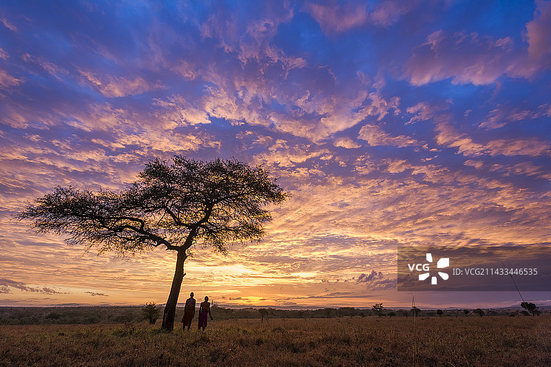 两位马赛部落男子和金合欢树图片素材