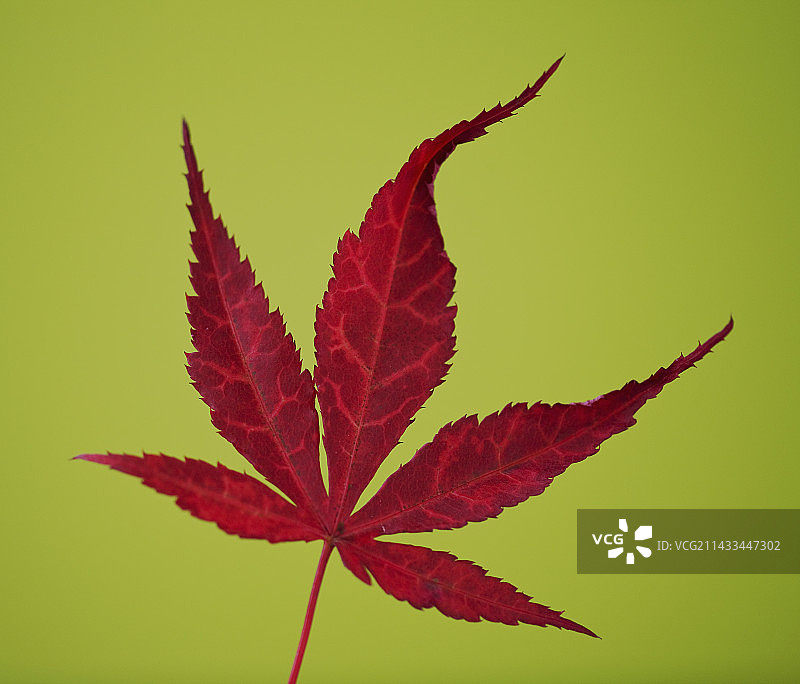 血红鸡爪槭的秋叶图片素材