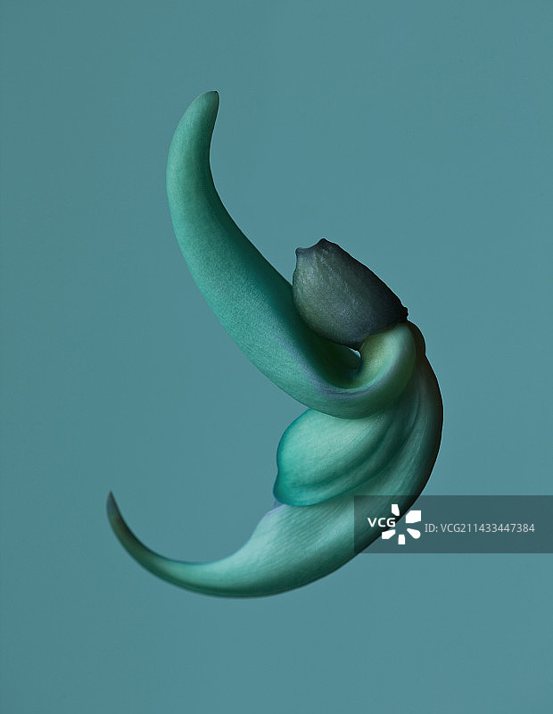 玉藤的玉花图片素材