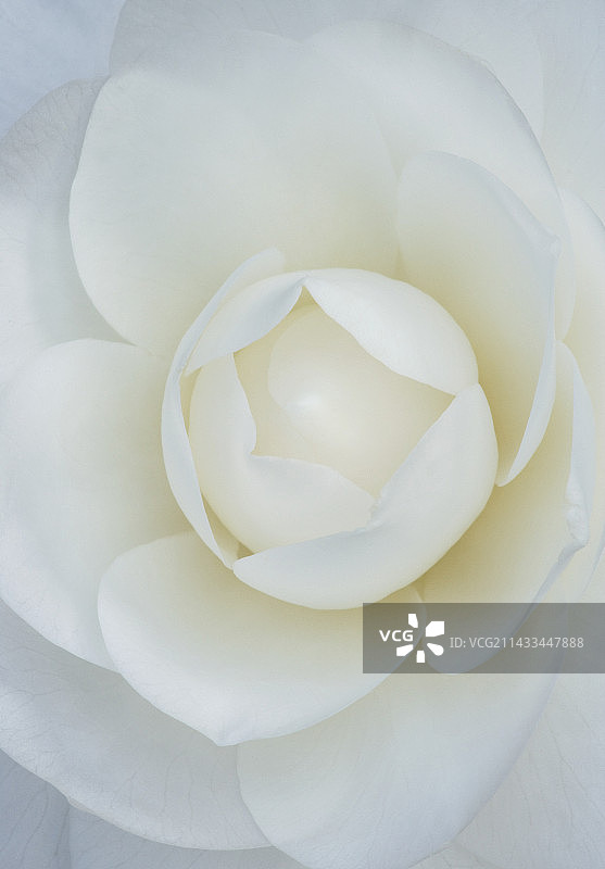 白色茶花图片素材