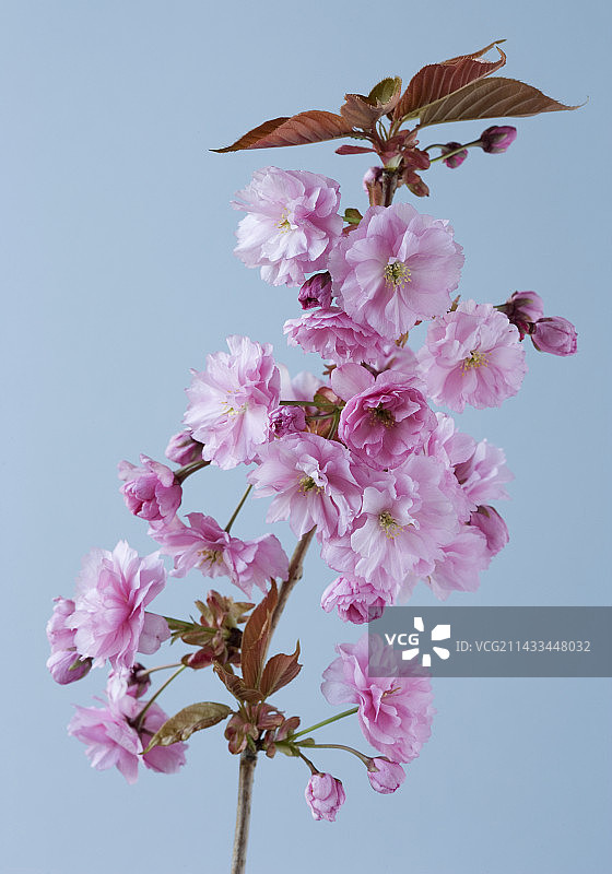 关山樱花图片素材