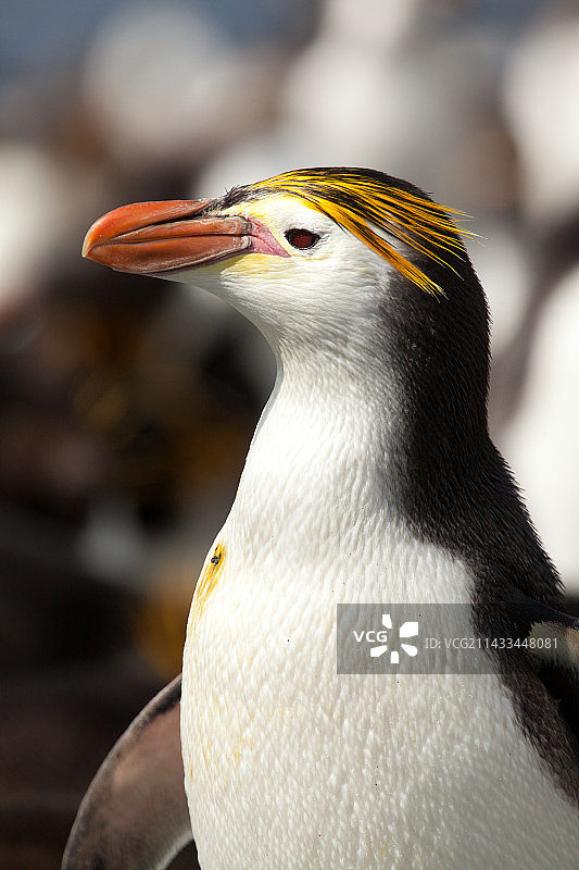 麦夸里岛，桑迪湾的皇家企鹅图片素材