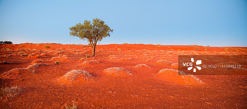 辛普森沙漠克雷文斯峰保护区的孤树图片素材