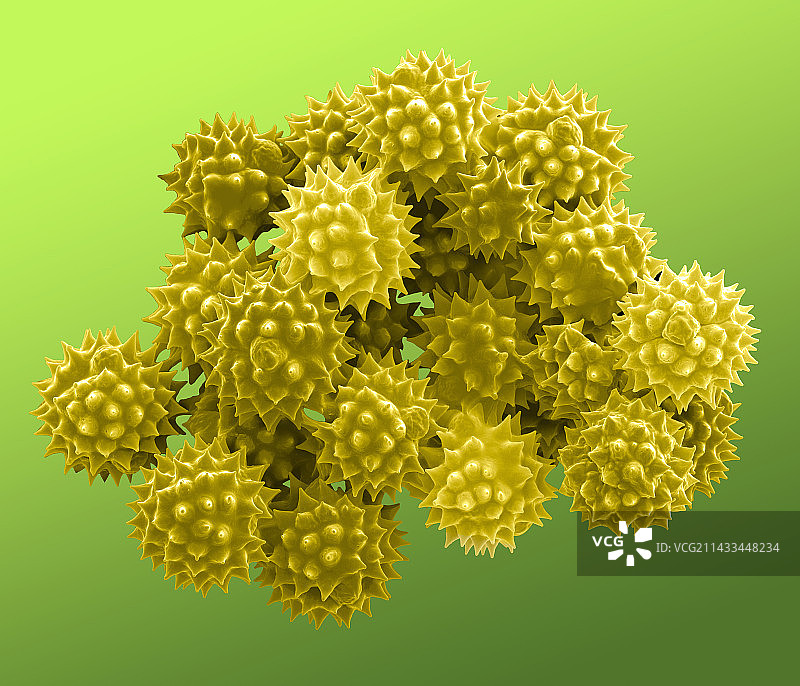 千里光花粉的电子显微照片图片素材