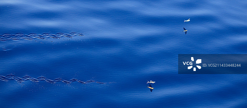 水面上飞跃的鱼图片素材