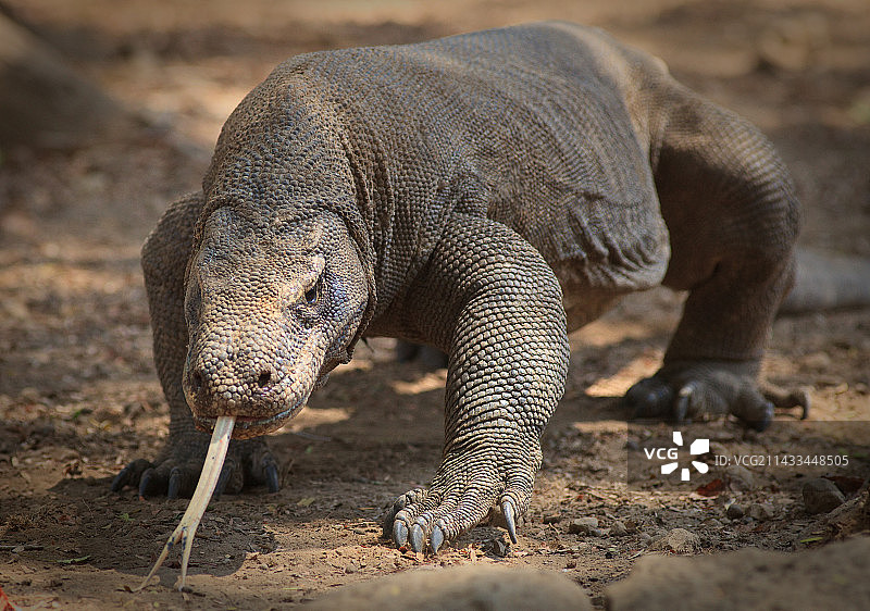 印度尼西亚科莫多岛上的科莫多龙图片素材