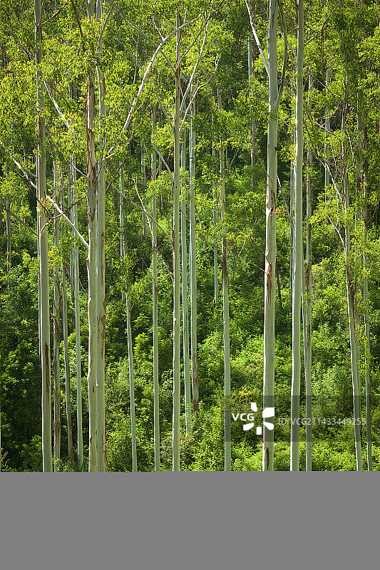 新南威尔士贝林格谷的桉树林图片素材