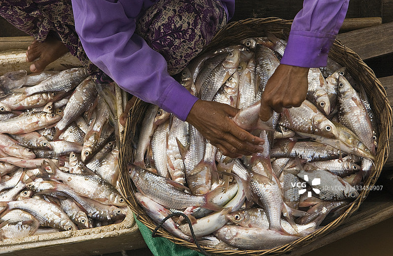 柬埔寨妇女在整理鱼图片素材
