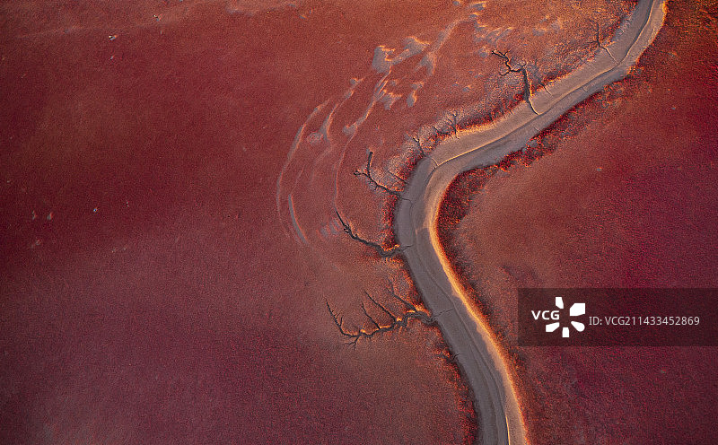 红色的湿地航拍，盘锦红海滩的风景，垂直视角的航拍图片素材