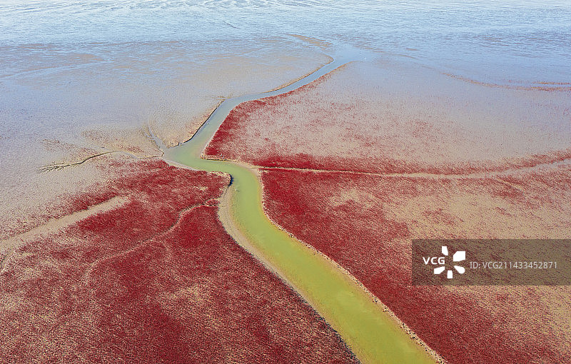 红色的湿地航拍，盘锦红海滩的风景，垂直视角的航拍图片素材