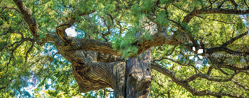 大觉寺古树图片素材