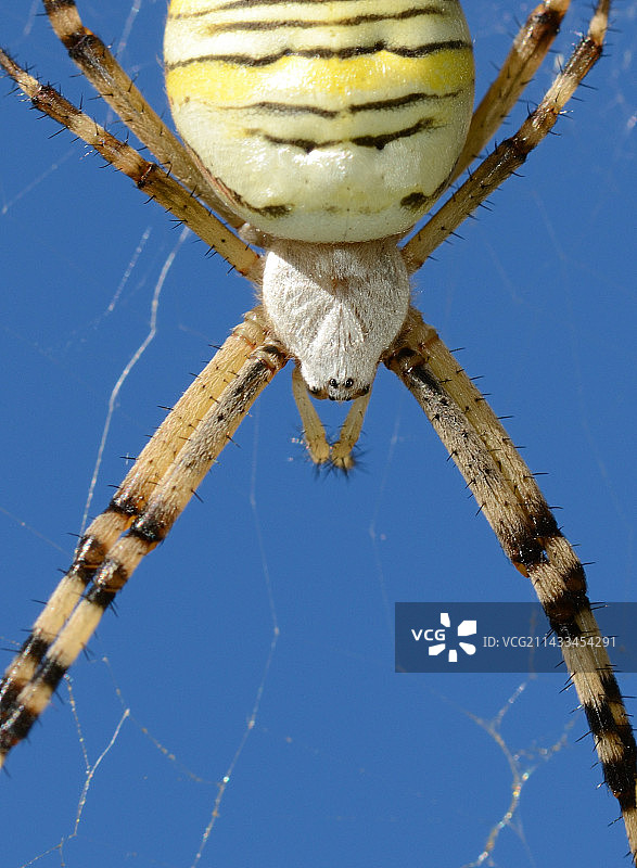 横纹金蛛图片素材