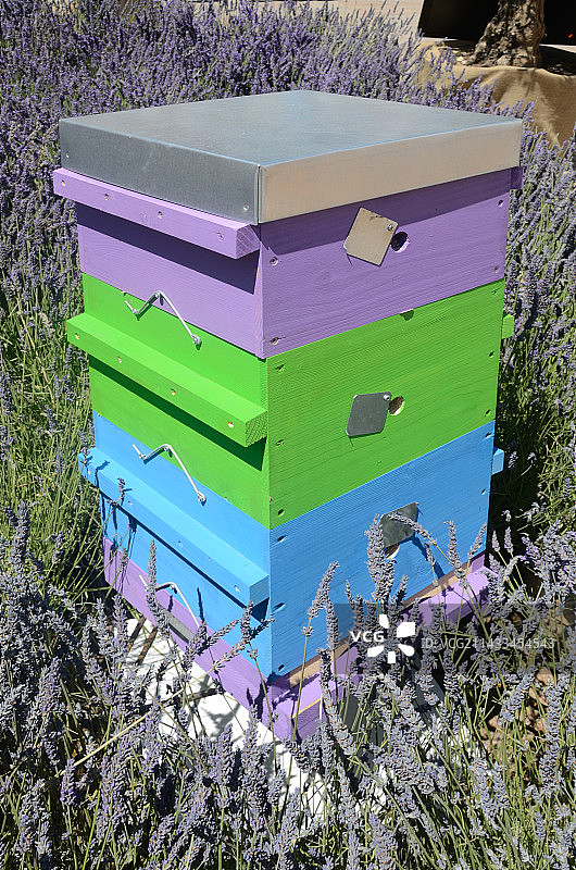 色彩鲜艳的蜂箱和薰衣草图片素材