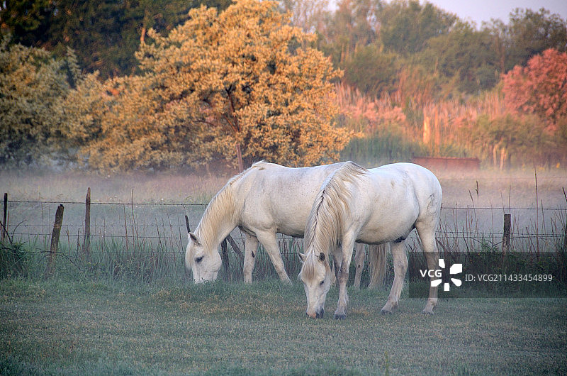 卡马格马在晨雾中图片素材
