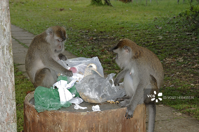 翻找垃圾的食蟹猕猴图片素材