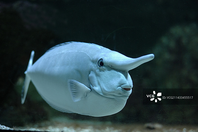 白缘鼻鱼图片素材