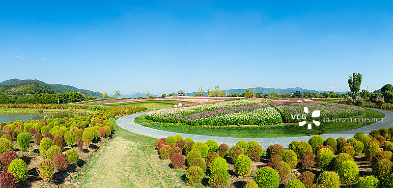 径山花海 杭州余杭区径山镇 美丽乡村 郊区公园景观 地肤草 花海图片素材