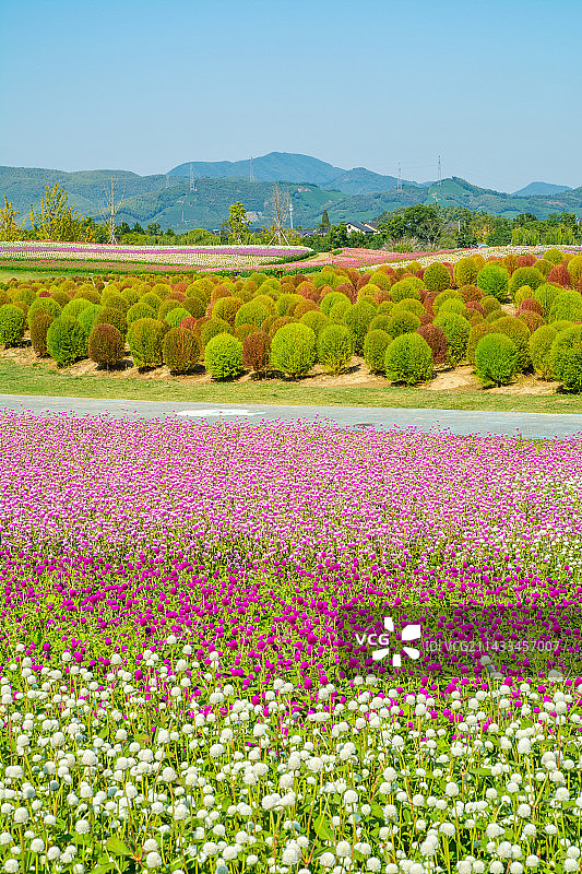 径山花海 杭州余杭区径山镇 美丽乡村 郊区公园景观 千日红花海图片素材