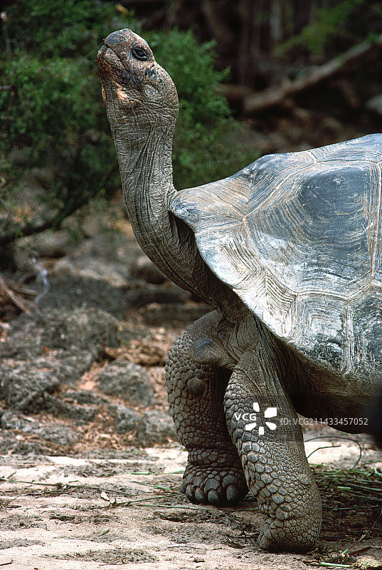 加拉巴哥象龟图片素材
