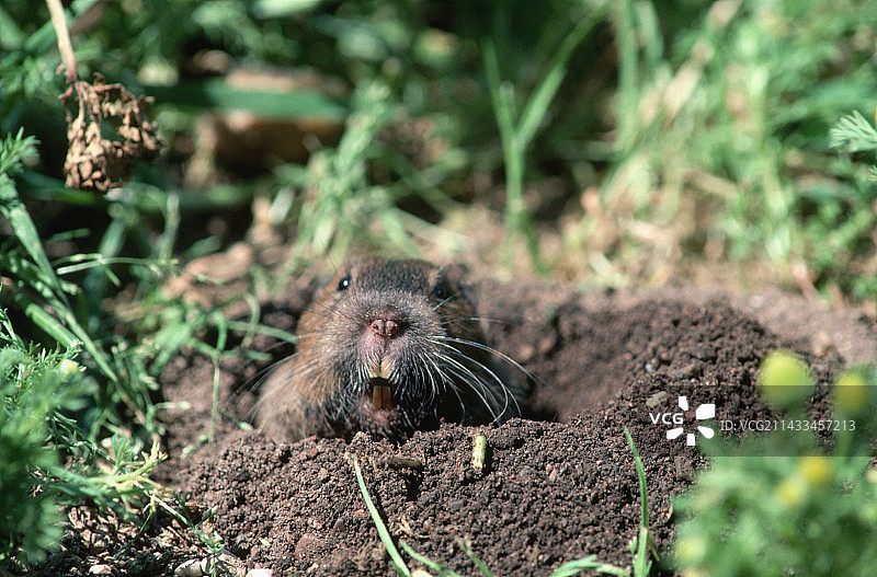 洞穴中的囊地鼠图片素材