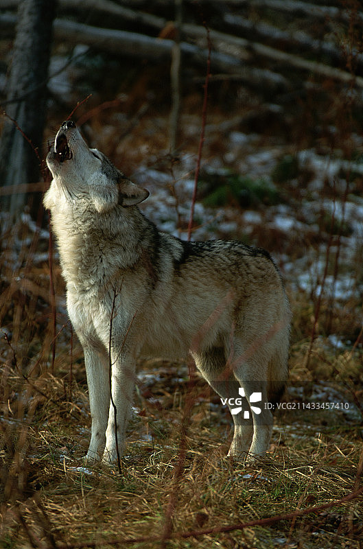 灰色的狼在嚎叫图片素材