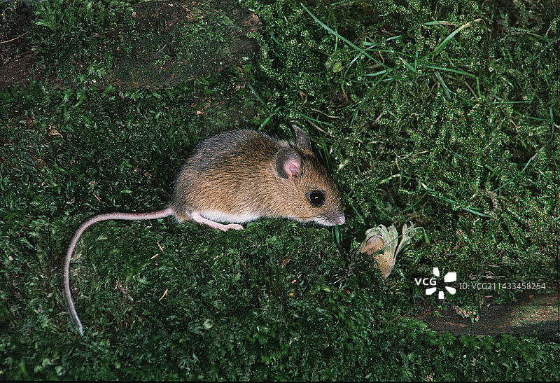 林鼠与榛子图片素材