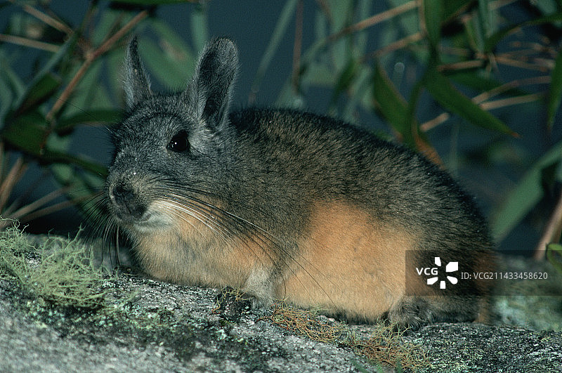山地原鼠图片素材